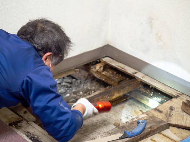 Best Post-Remediation Services in Splendora, TX