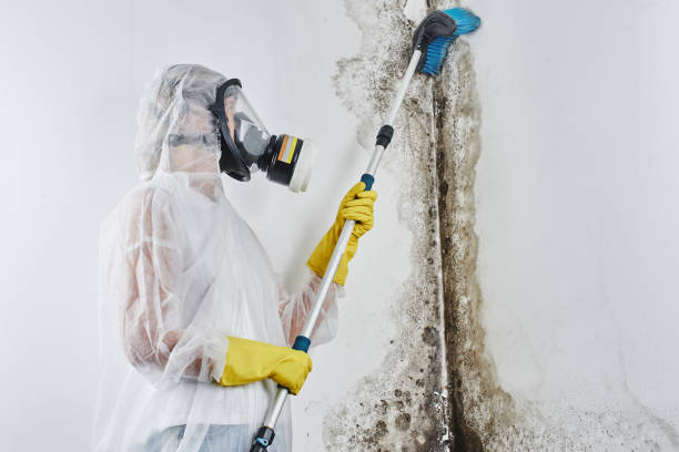 Best DIY Mold Remediation Support Services in Splendora, TX
