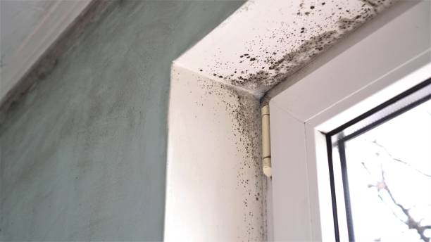 Best White Mold Remediation in Splendora, TX