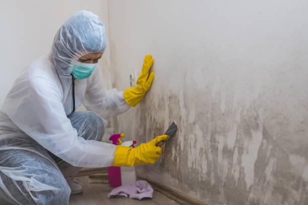 Best Residential Mold Remediation in Splendora, TX