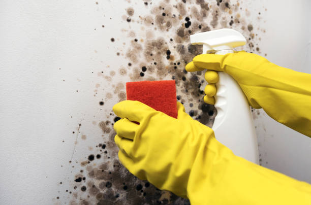 Best Insurance-Related Mold Remediation in Splendora, TX